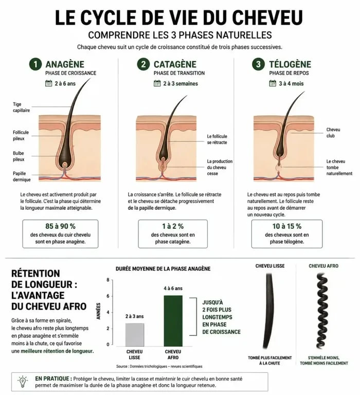 Schéma explicatif du cycle de vie du cheveu pour favoriser la pousse des cheveux afro