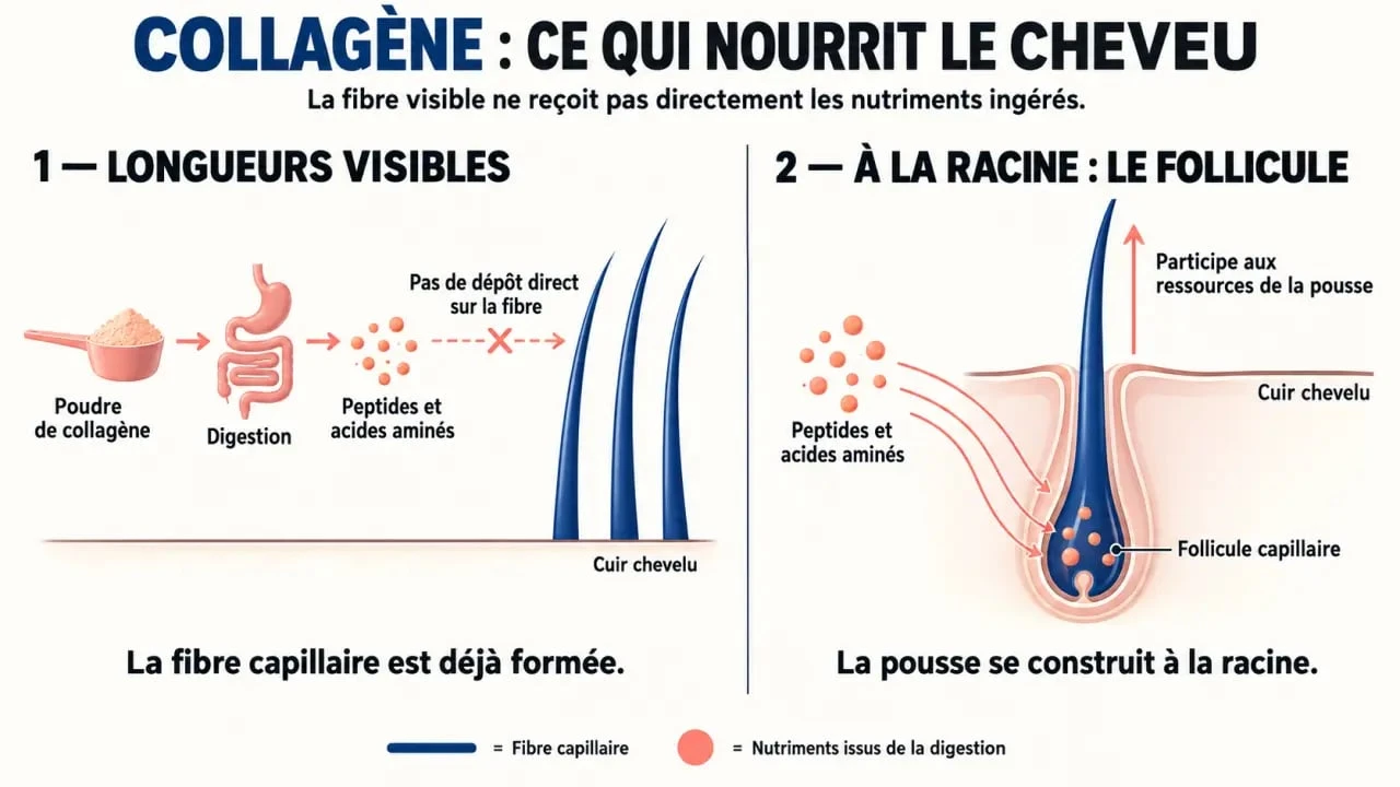 Schéma du collagène en poudre pour les cheveux et différence entre fibre capillaire et follicule